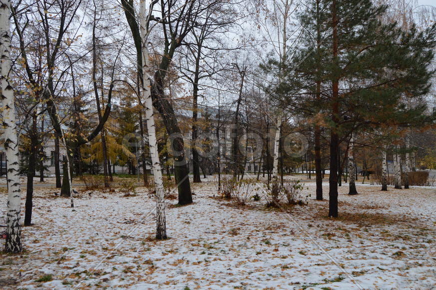 Первый снег на пожелтевшей осенней листве 