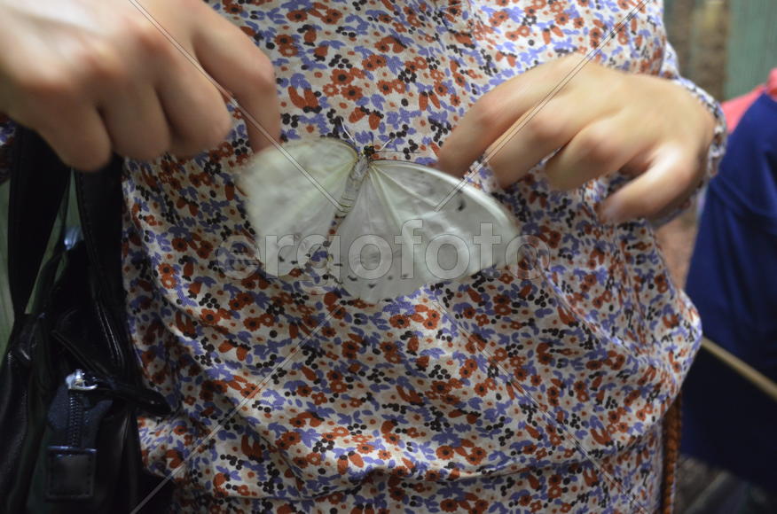 Экзотическая бабочка 