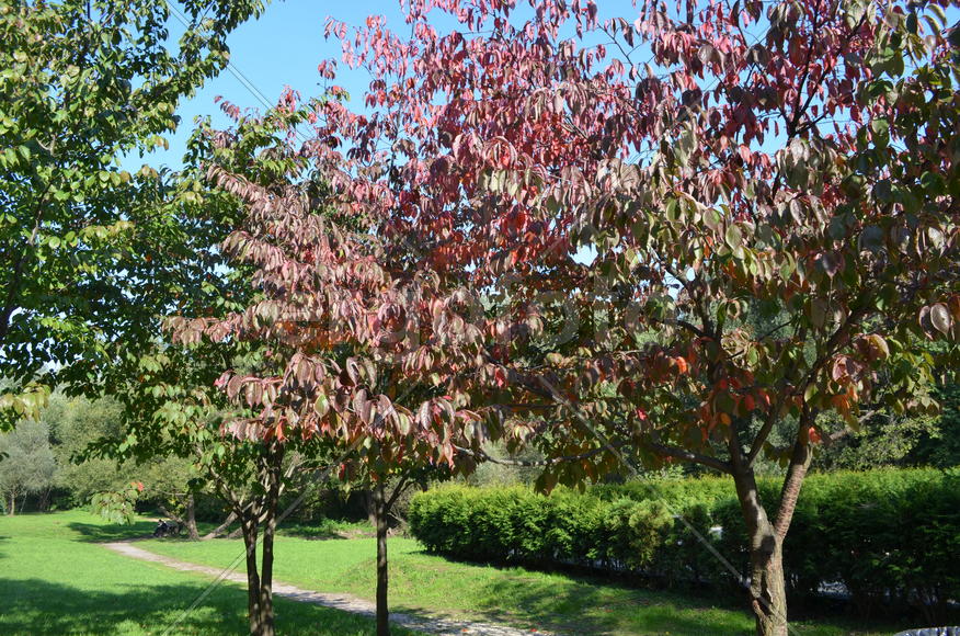 Бересклетовая аллея