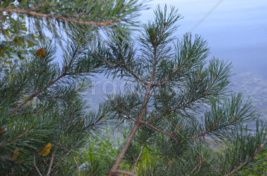 Ветки сосны на фоне  воды