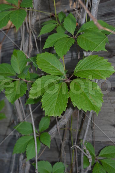 Зеленые листья растения 