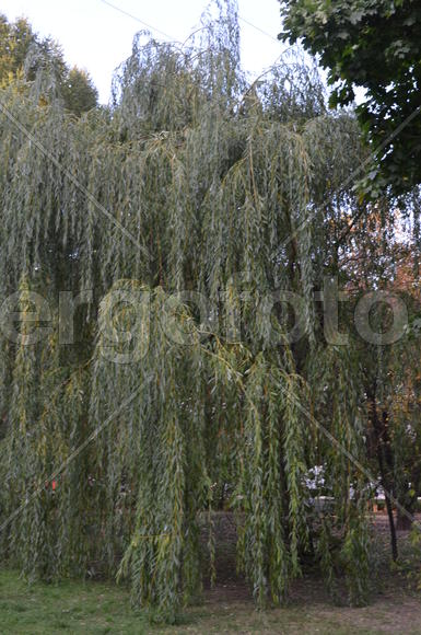 Ива плакучая