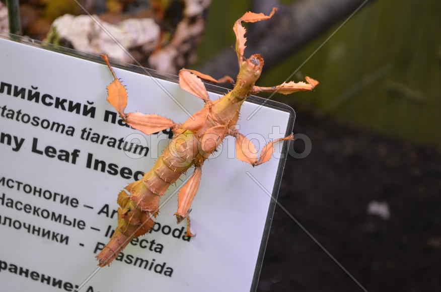 Серый палочник в террариуме 