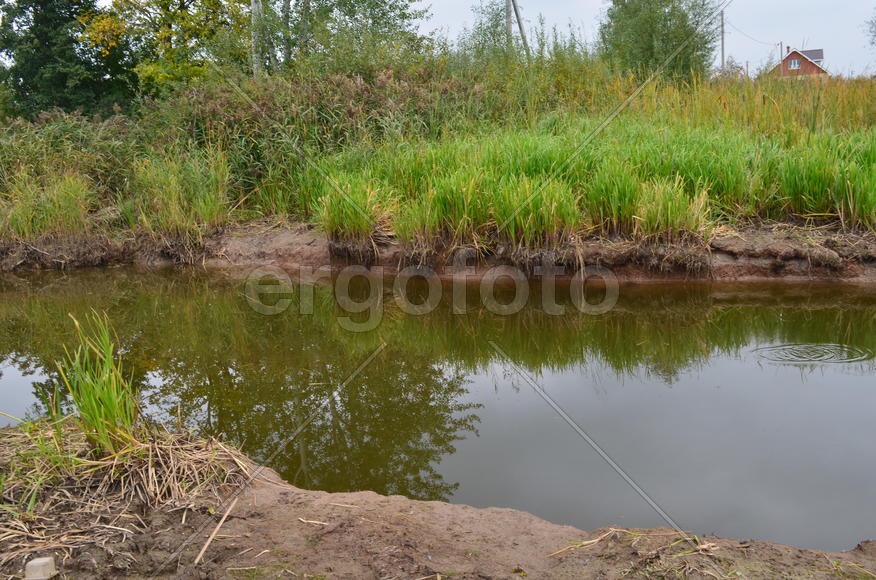 Деревья на берегу озера 