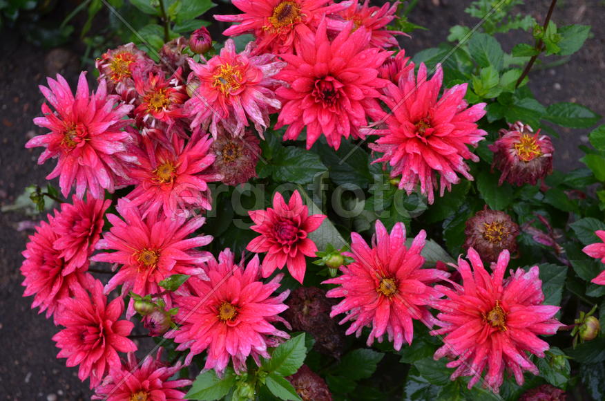 Яркая группа