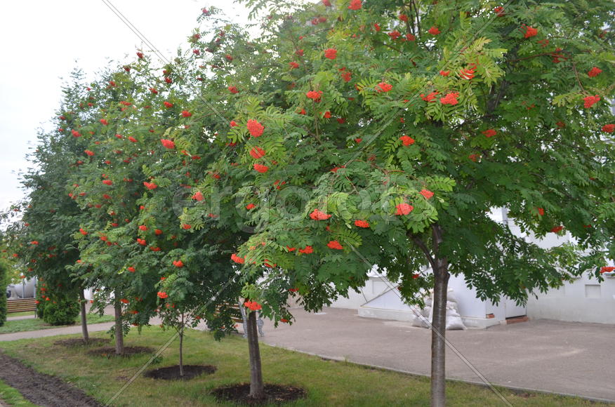Деревья с крупными оранжевыми ягодами 