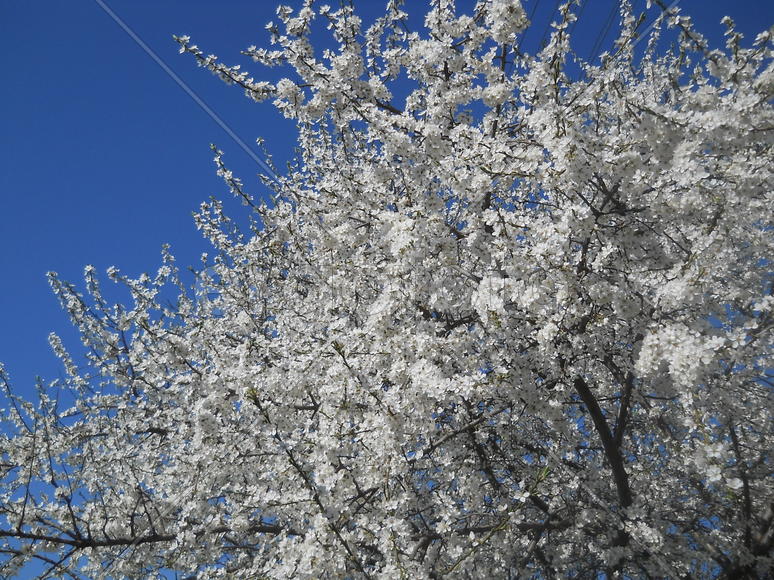 Цветущее дерево на фоне голубого неба 