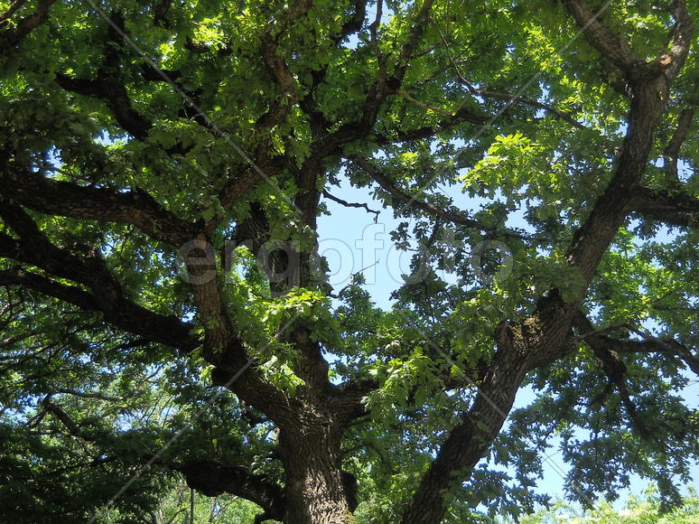 Столетний дуб покрытый молодой листвой