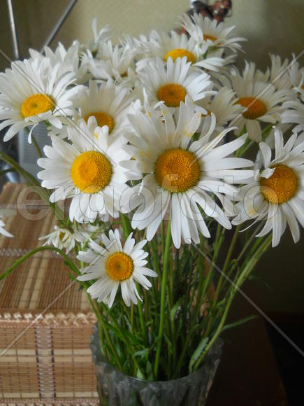 Букет ромашек