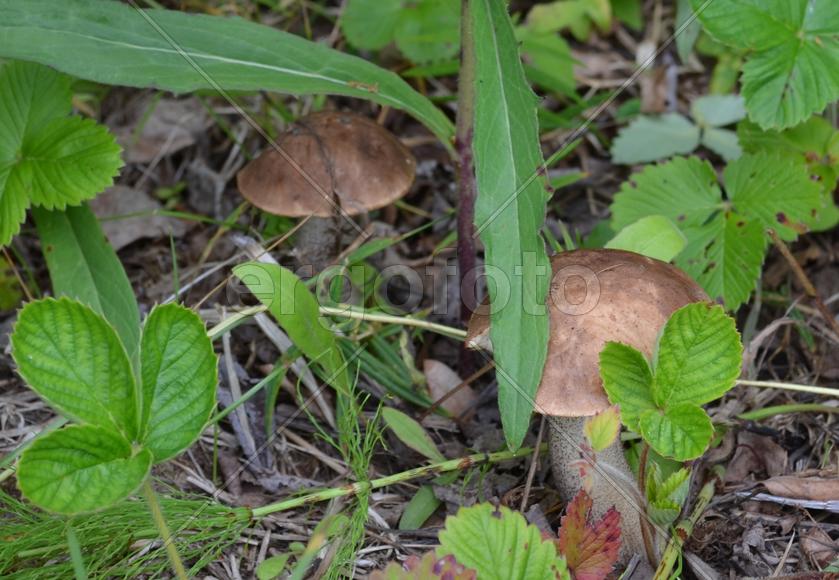 Подберёзовики