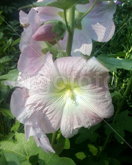 Цветок шток розы