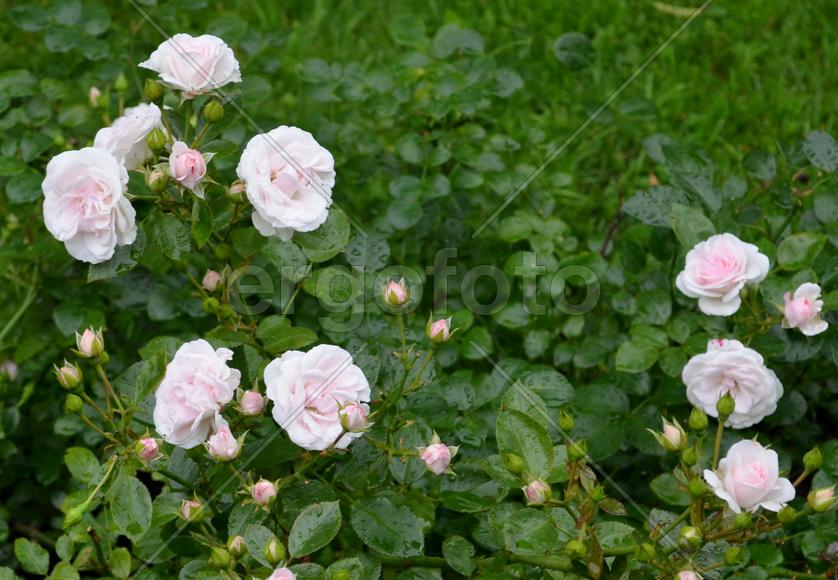 Розовый куст