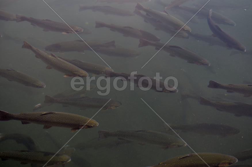 Взрослая форель