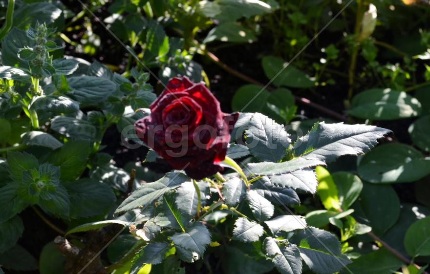 Розовый куст