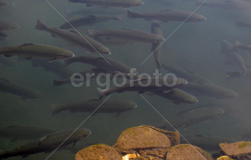 Форелевая стая