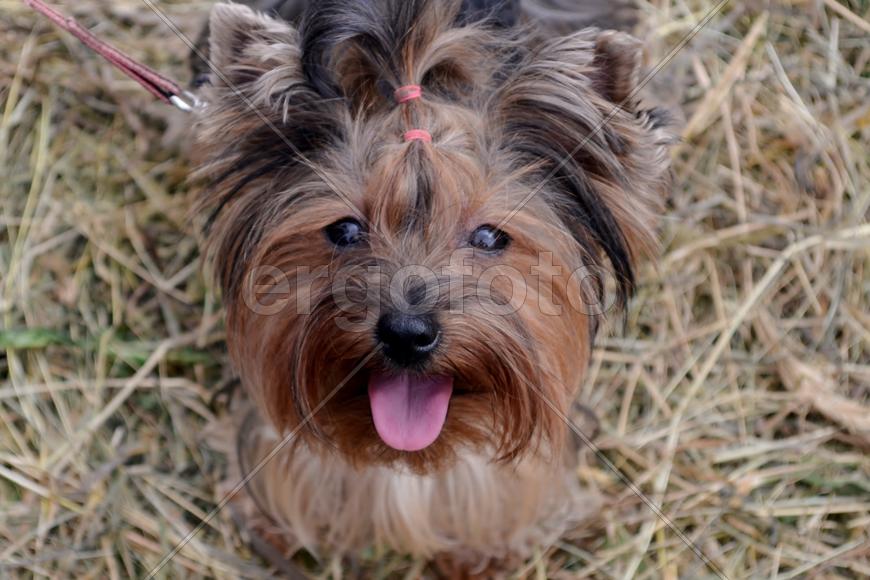 Преданней собаки нету существа