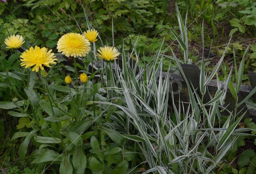 Цветок календула