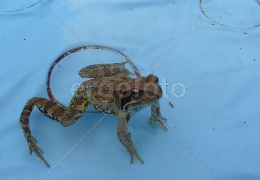 На дне бассейна