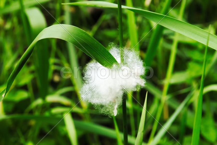 Пух на зеленом листе 