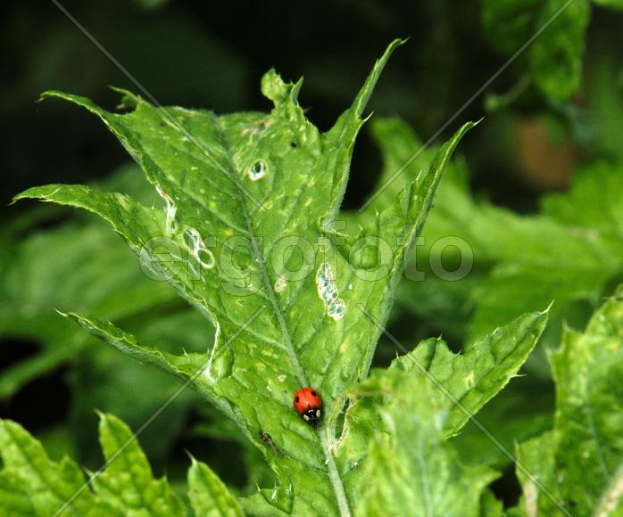Божья коровка на зеленом листе 