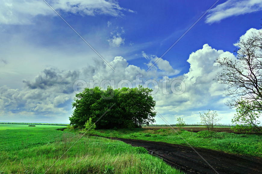 Пейзаж древа на зеленом поле 