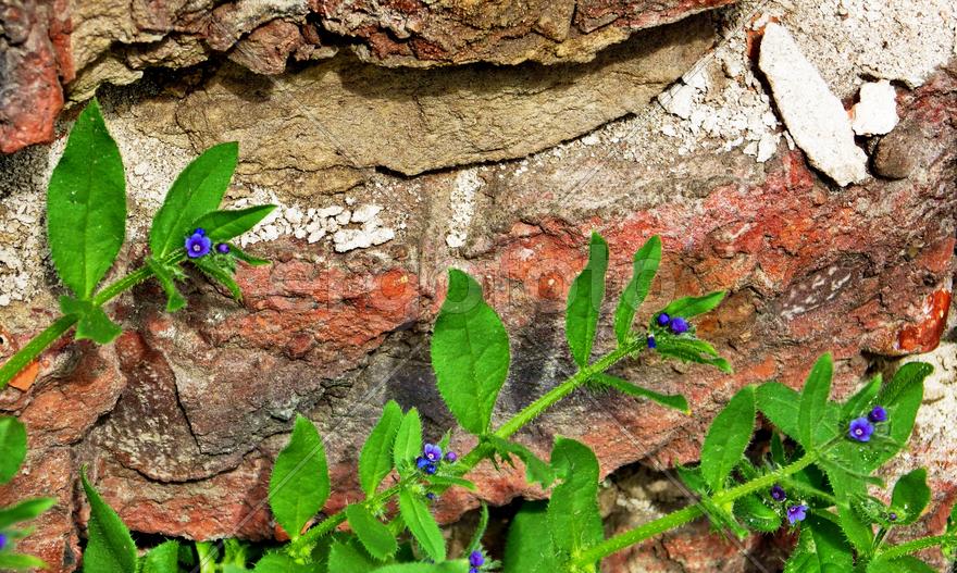 Маленькие цветы на фоне камней 