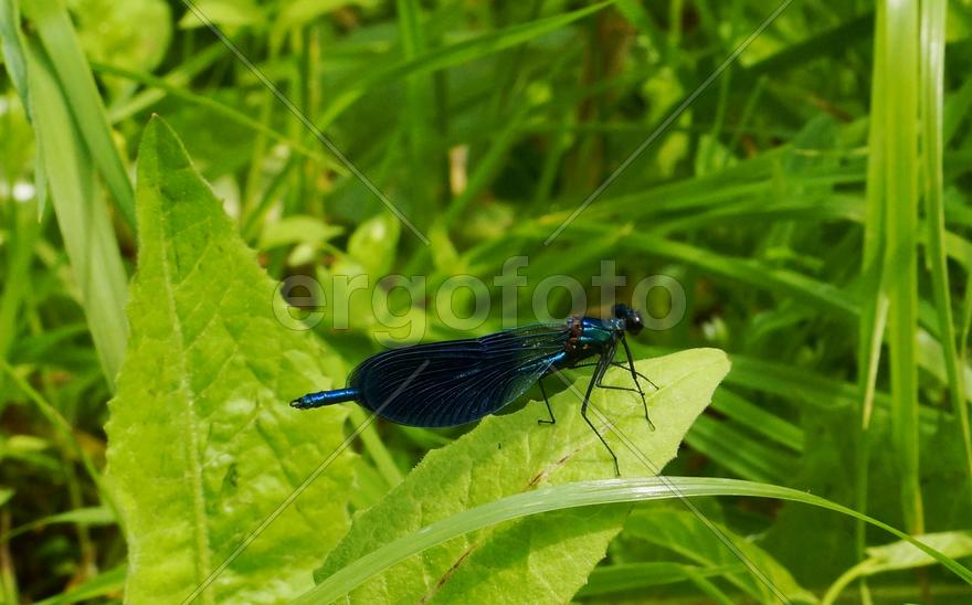 Стрекоза на листе травы 