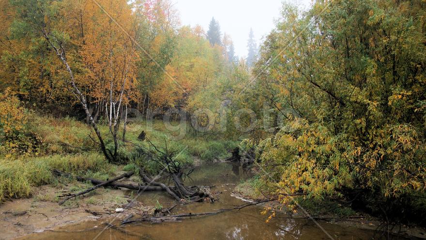 Лесной пейзаж