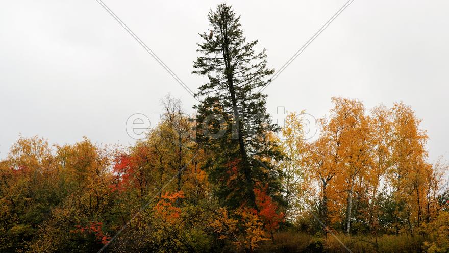 Лесной пейзаж