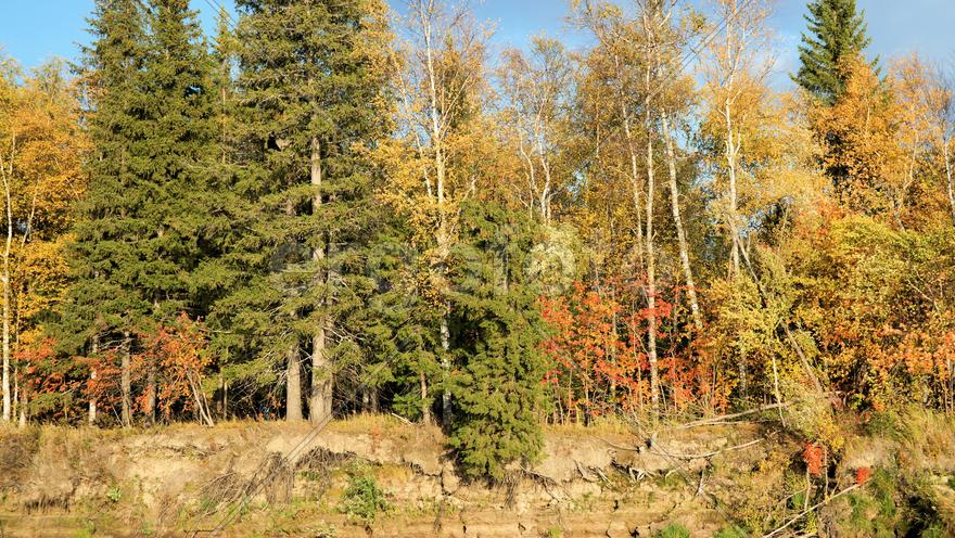 Деревья на крутом берегу