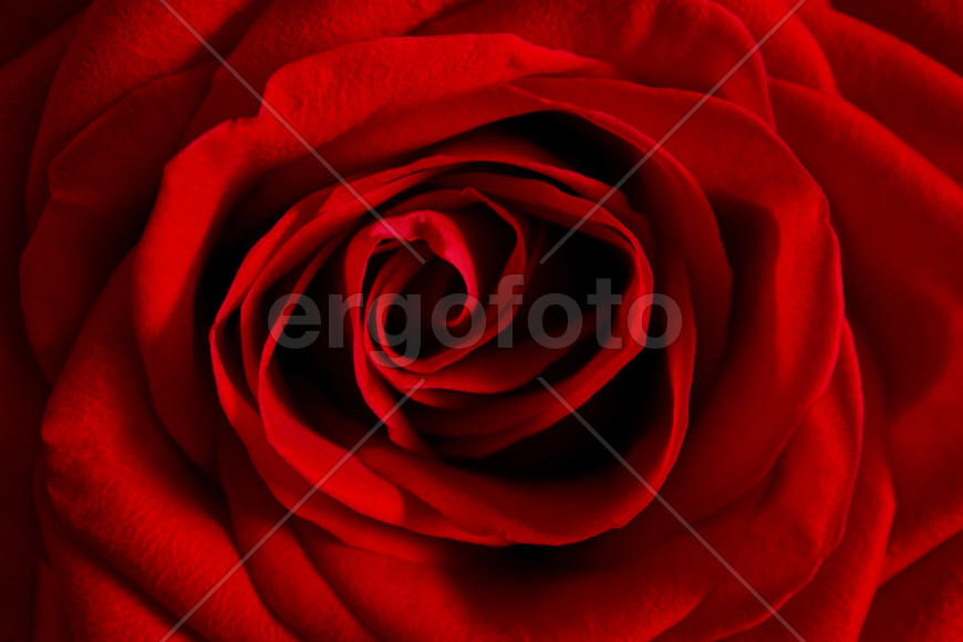 Красная роза