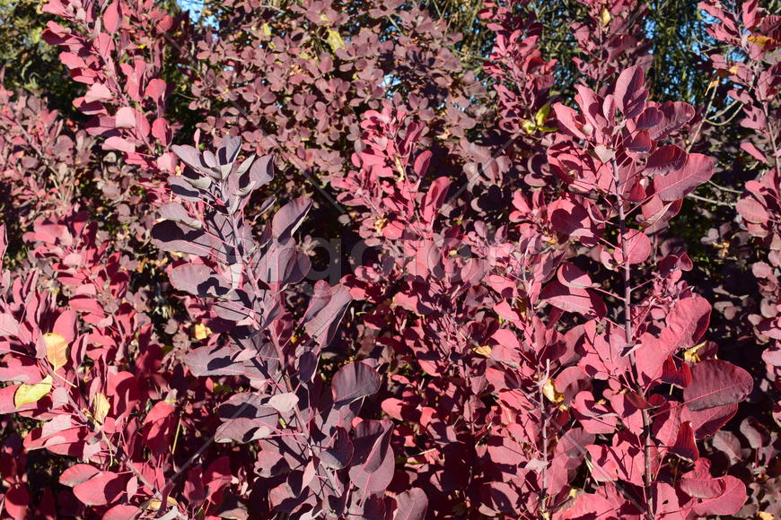 Autumn red color of leaves of cotinus coggygria. Paints of fall