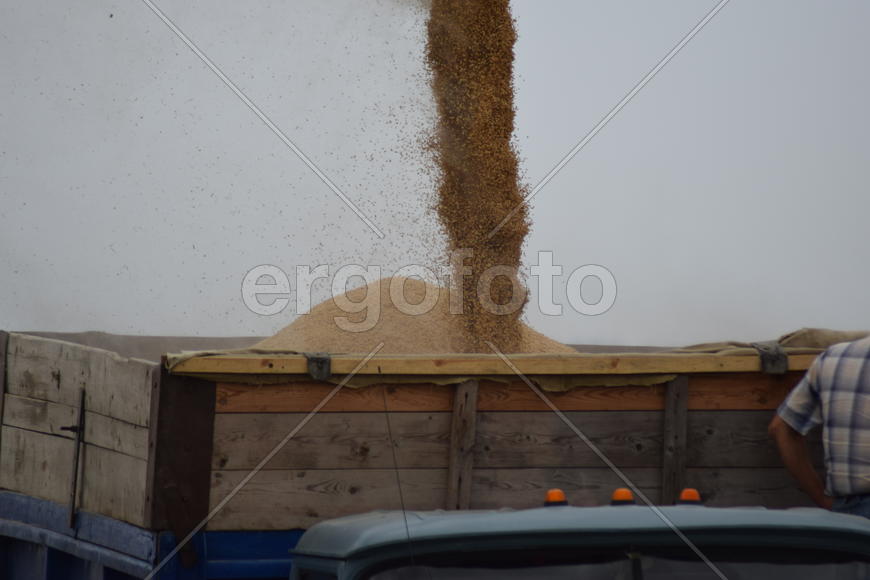 Unloading grain from a combine into a truck. Agricultural machinery for harvesting from the fields.