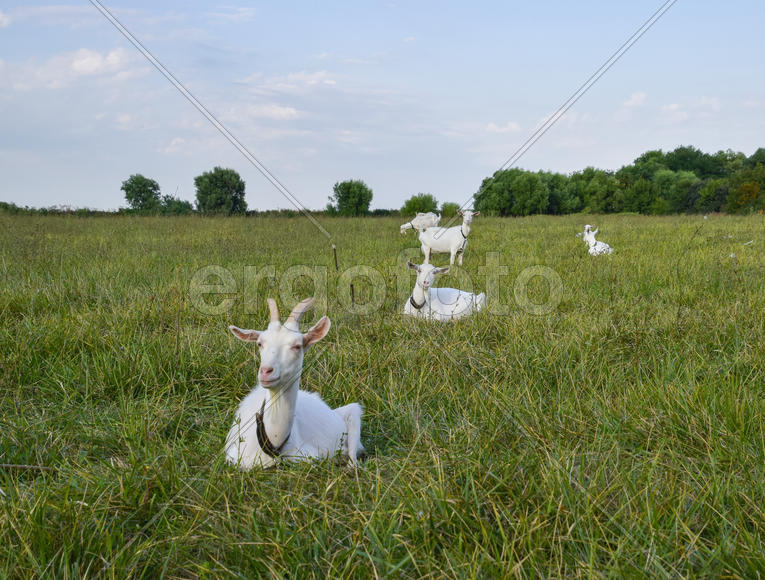 Goats grazing in the meadow. White goat dairy cattle eating grass in a pasture.