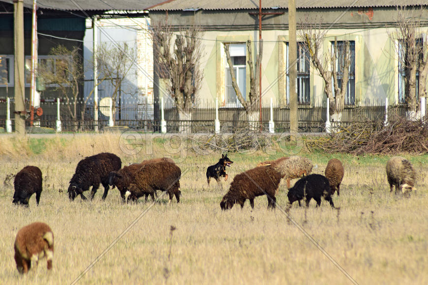 Sheep in the pasture. Grazing sheep herd in the spring field near the village. Sheep of different