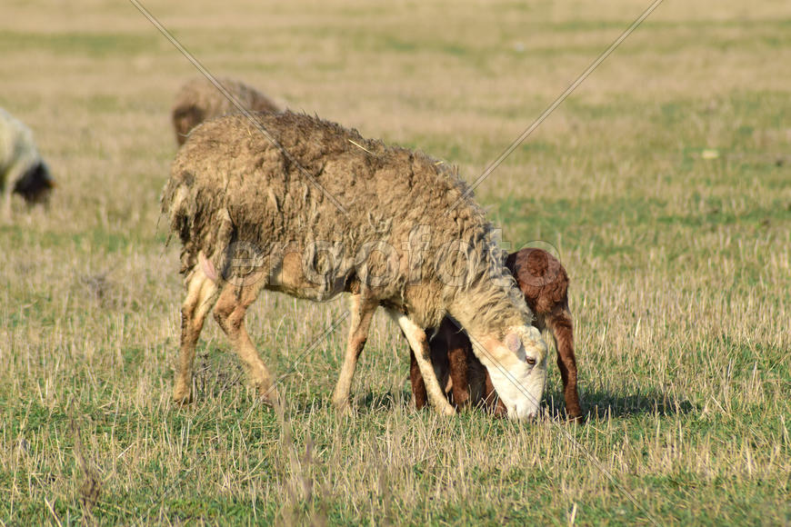 Sheep in the pasture. Grazing sheep herd in the spring field near the village. Sheep of different