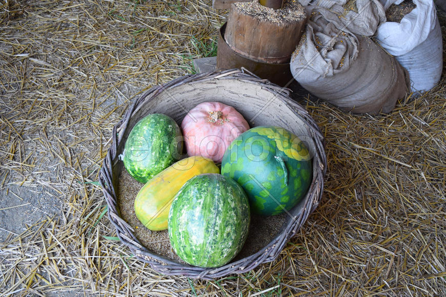 Несколько разноцветных тыкв в поеденной корзине на земле 