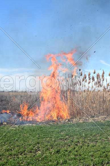 Burning dry grass and reeds. Cleaning the fields and ditches of the thickets of dry grass
