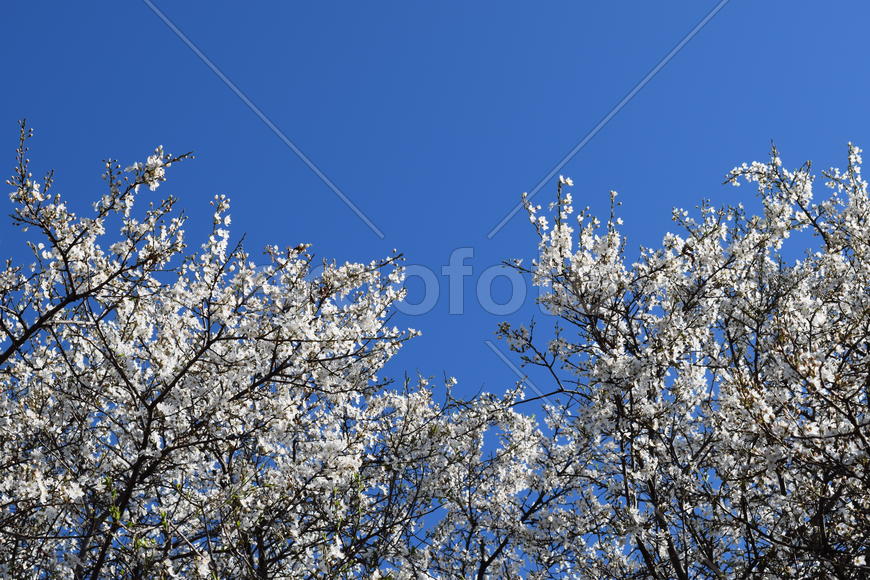 Blossoming of a cherry plum in a spring garden in Kuban, Russia