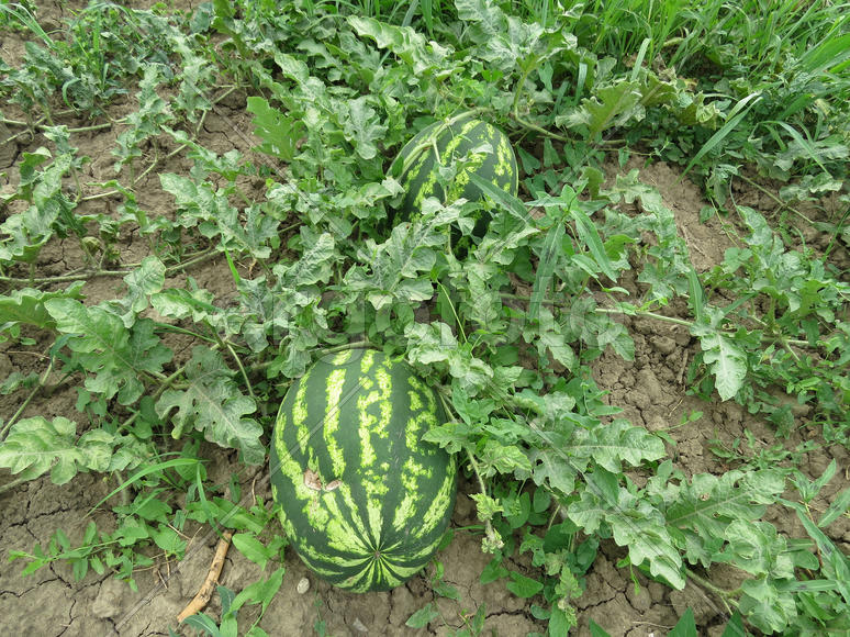 The growing water-melon in the field. Cultivation of melon cultures
