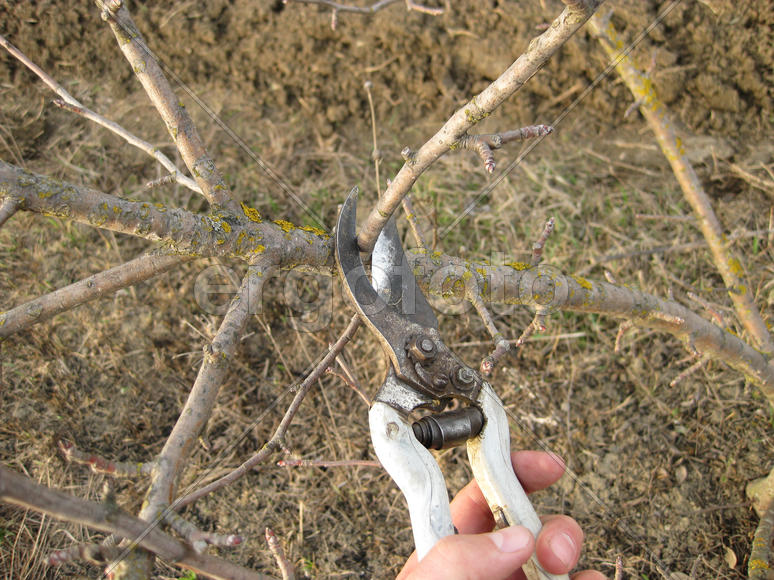 Pruning shears trees. Work in the garden of. Cutting branches, restoring order. Caring for the trees