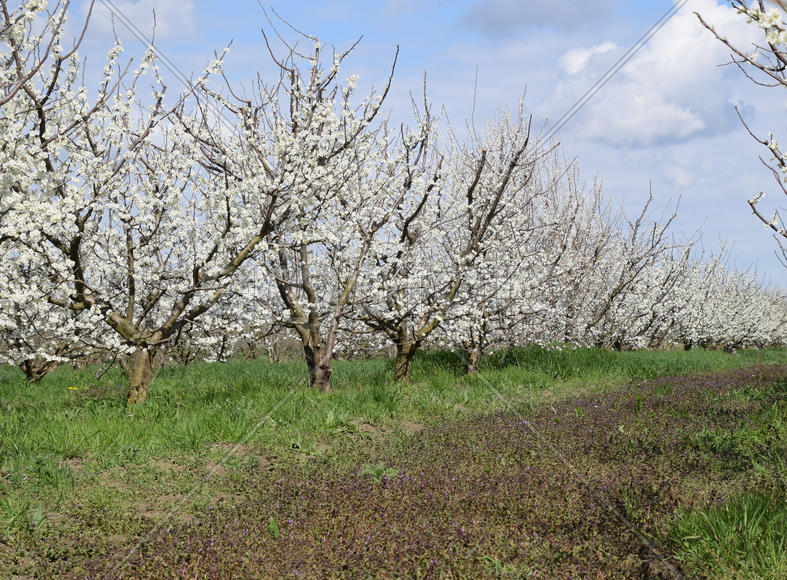 Flowering plum garden. Farm garden in spring