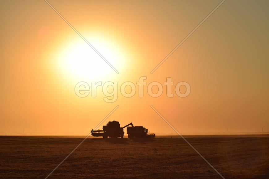 Harvesting by combines at sunset. Agricultural machinery in operation.