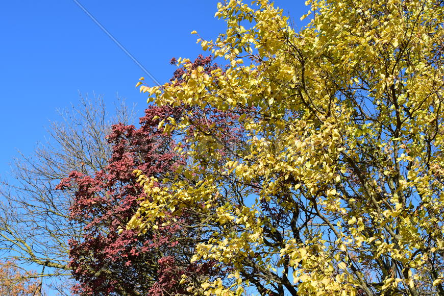Color of leaves of cotinus coggygria and wild apricot. Trees in a forest belt in the fall