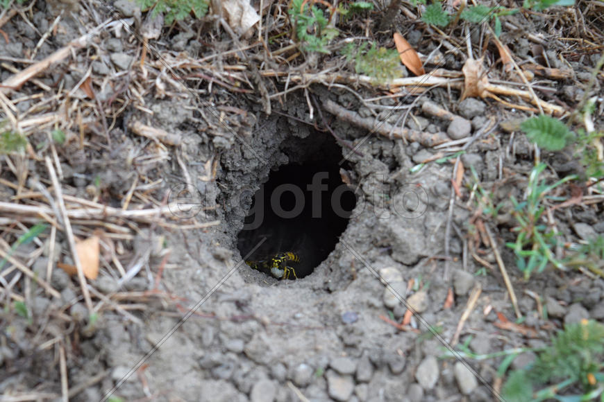 Log into the slot vespula vulgaris. Wormhole leading to the hornet's nest in the ground