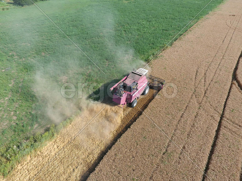 Cleaning wheat harvester. Ripe wheat harvester mowed and straw easily sprayed behind him. Top view.