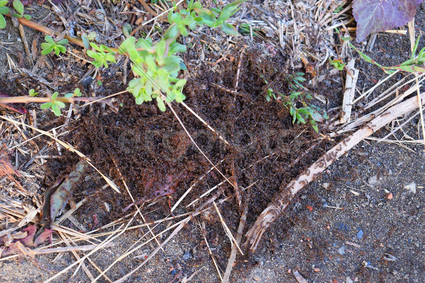 Муравьи на спаривании 