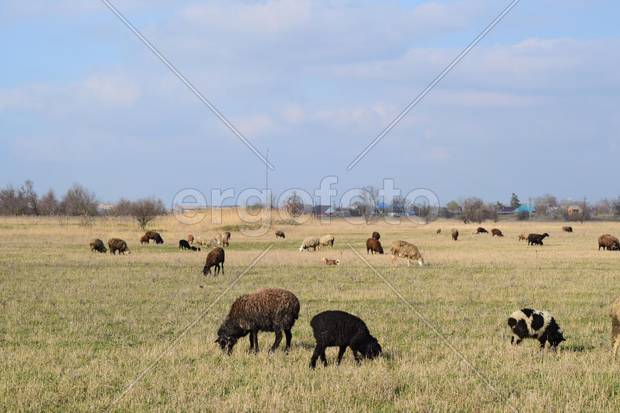 Sheep in the pasture. Grazing sheep herd in the spring field near the village. Sheep of different