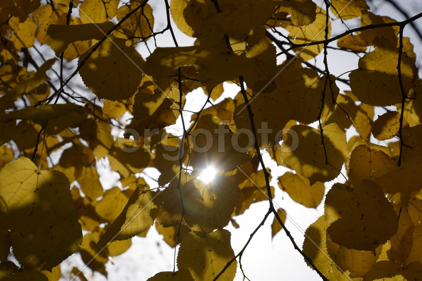 Желтые листья липы. Пожелтение листьев на ветках дерева