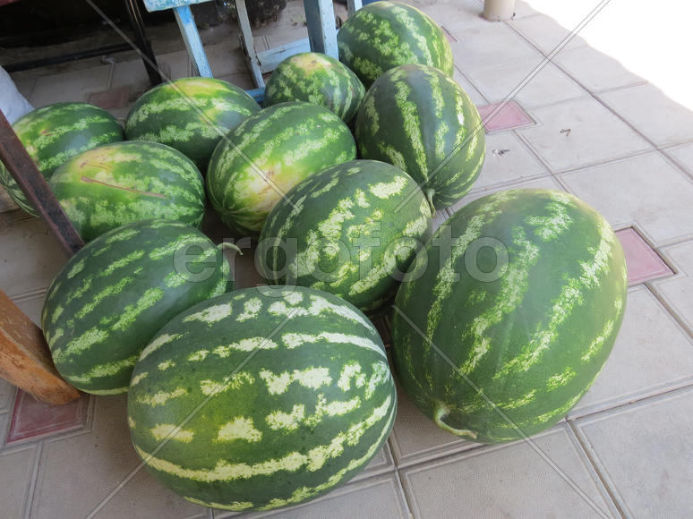 The harvest of watermelons in the yard on the tile. The fruits of watermelon      